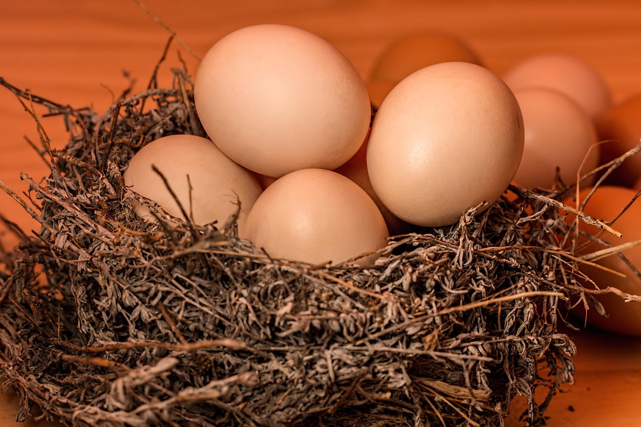 découvrez les bienfaits des produits biologiques avec notre guide complet sur l'agriculture organique. apprenez comment choisir des aliments sains, durables et respectueux de l'environnement pour améliorer votre bien-être.
