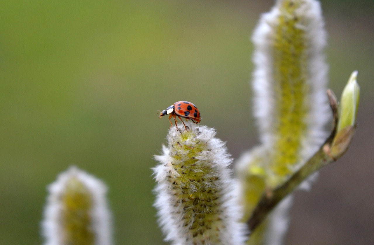 découvrez notre sélection d'arbustes de printemps pour embellir votre jardin avec des floraisons colorées et un feuillage magnifique.
