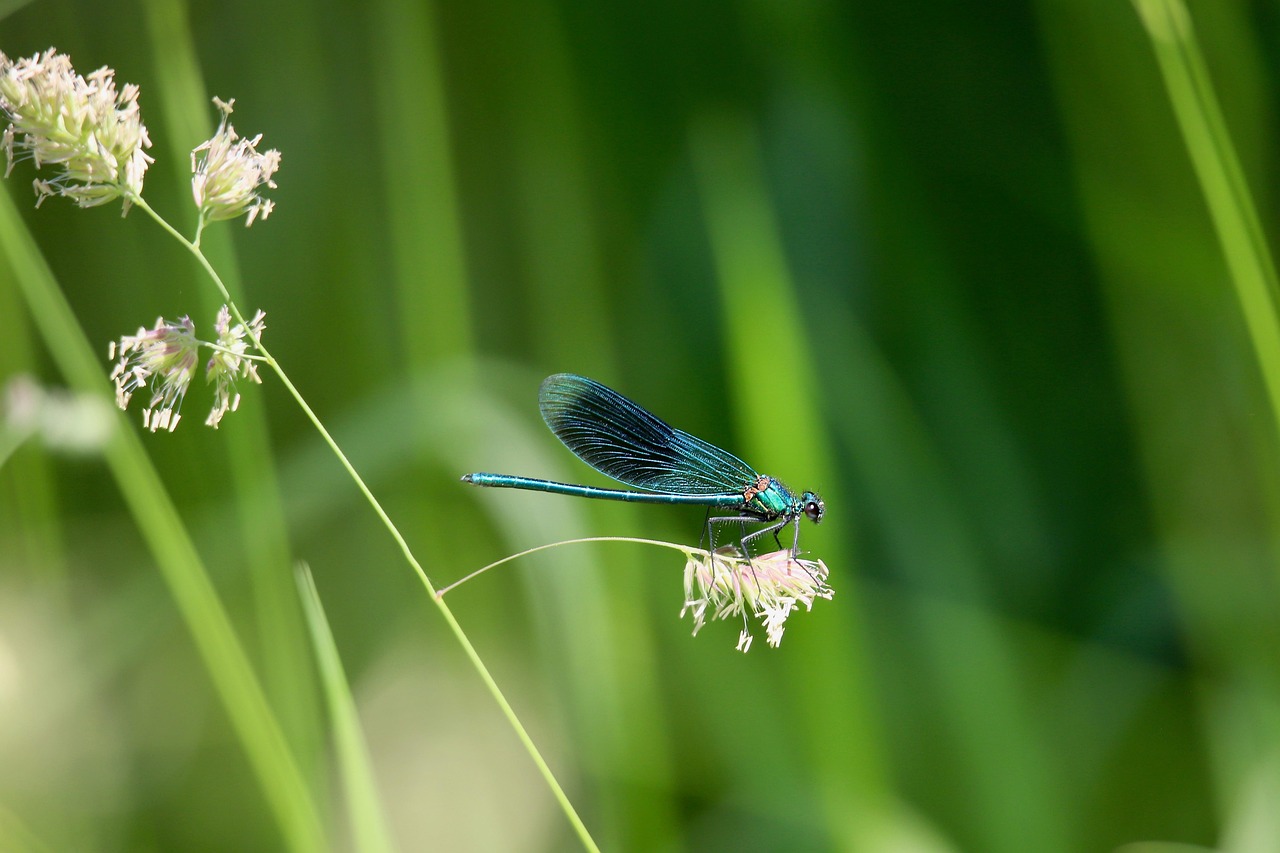 découvrez tout sur l'herbe : ses types, son entretien et ses bienfaits pour votre jardin.
