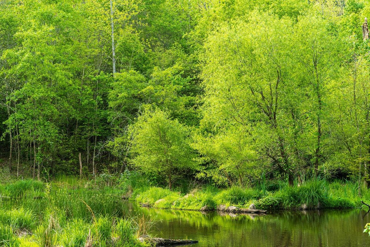 découvrez des astuces et des stratégies efficaces pour la conservation de l'eau. apprenez comment économiser cette précieuse ressource dans votre quotidien et contribuer à la protection de notre environnement.