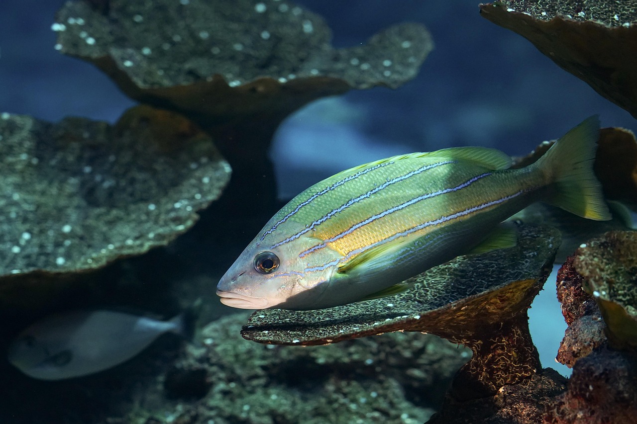 découvrez l'importance de la biodiversité pour notre planète. explorez les écosystèmes, les espèces menacées et les actions à entreprendre pour préserver la richesse de la vie sur terre.