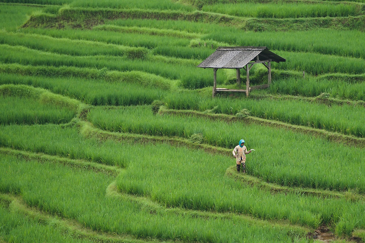 découvrez les pratiques de l'agriculture durable qui préservent l'environnement tout en garantissant la qualité des récoltes. apprenez comment allier rentabilité et respect de la nature grâce à des méthodes innovantes et responsables.