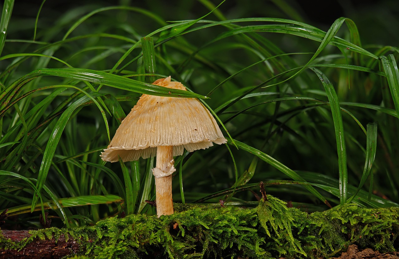 découvrez la beauté et la richesse des forêts, ces écosystèmes précieux qui abritent une biodiversité incroyable. explorez leur importance pour l'environnement, le climat et notre bien-être, ainsi que les défis auxquels elles font face aujourd'hui.
