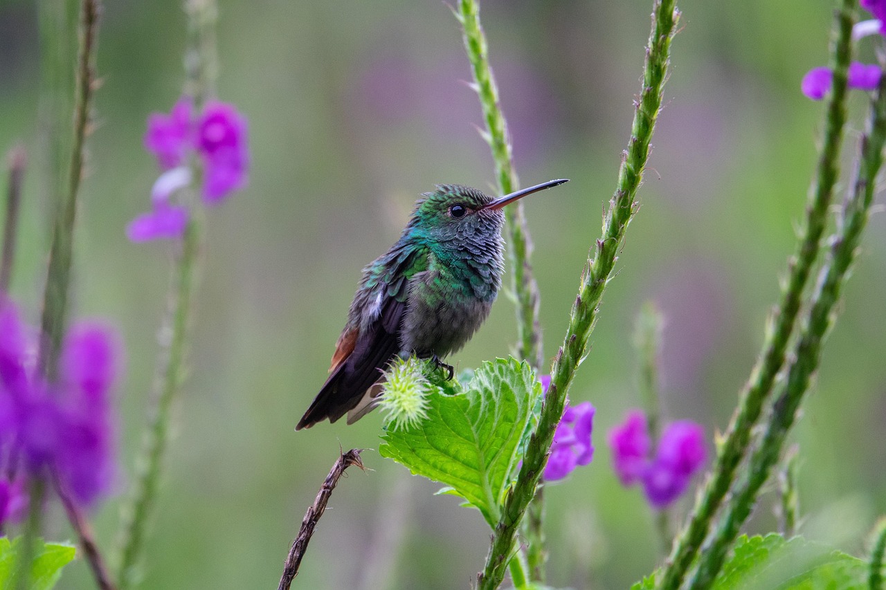 découvrez la richesse de la biodiversité, son importance pour notre écosystème et les actions à mettre en œuvre pour la préserver. explorez la diversité des espèces et les enjeux liés à la conservation de la nature.