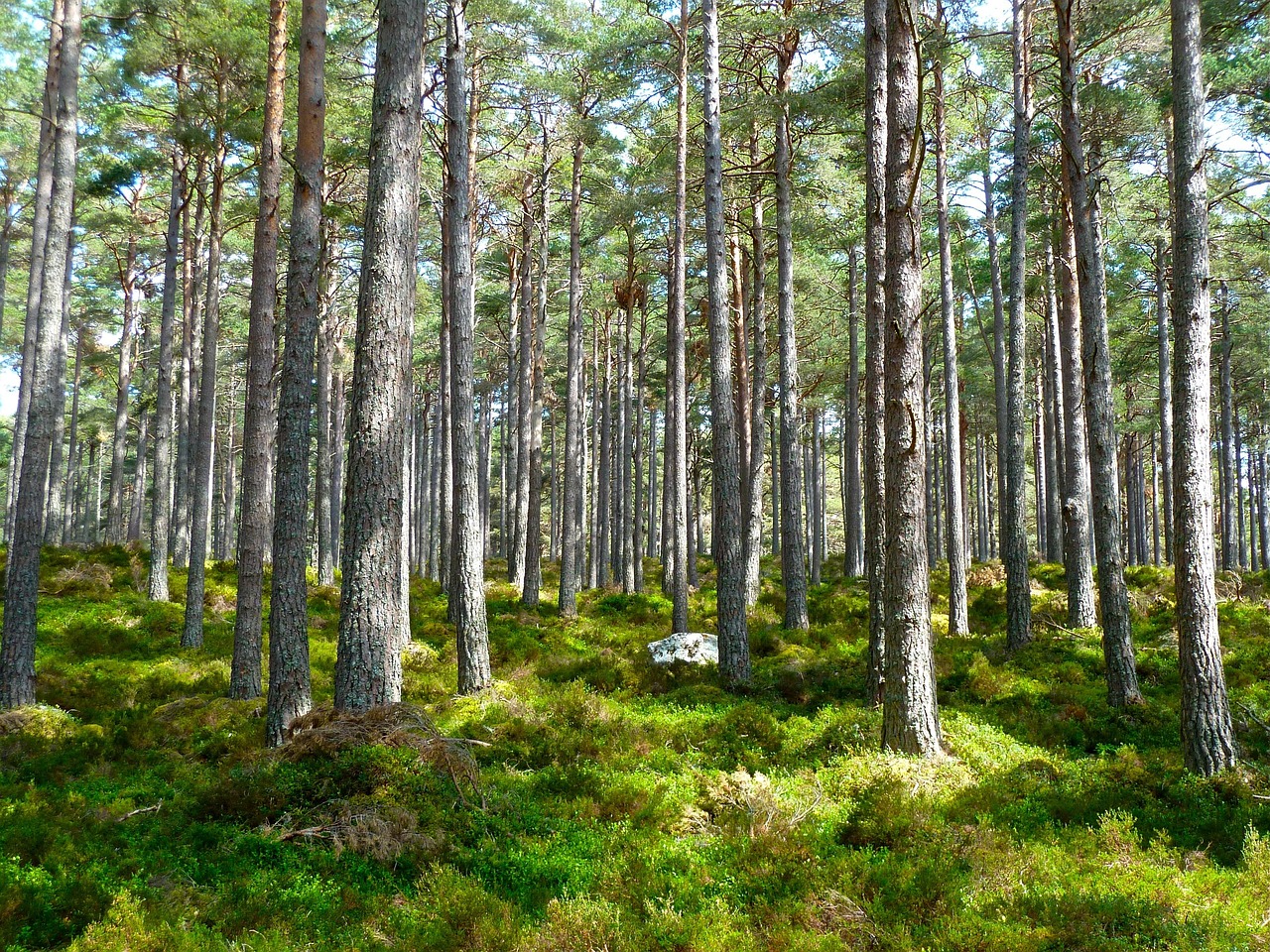 découvrez des solutions écologiques et durables pour protéger notre planète. explorez les enjeux environnementaux actuels et trouvez des conseils pratiques pour réduire votre empreinte écologique.