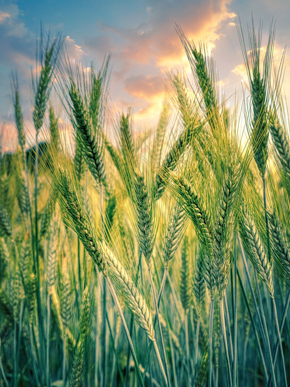 découvrez les pratiques de l'agriculture durable, une approche qui préserve l'environnement tout en répondant aux besoins alimentaires de la population. explorez des techniques innovantes et respectueuses de la nature pour un avenir agricole responsable.