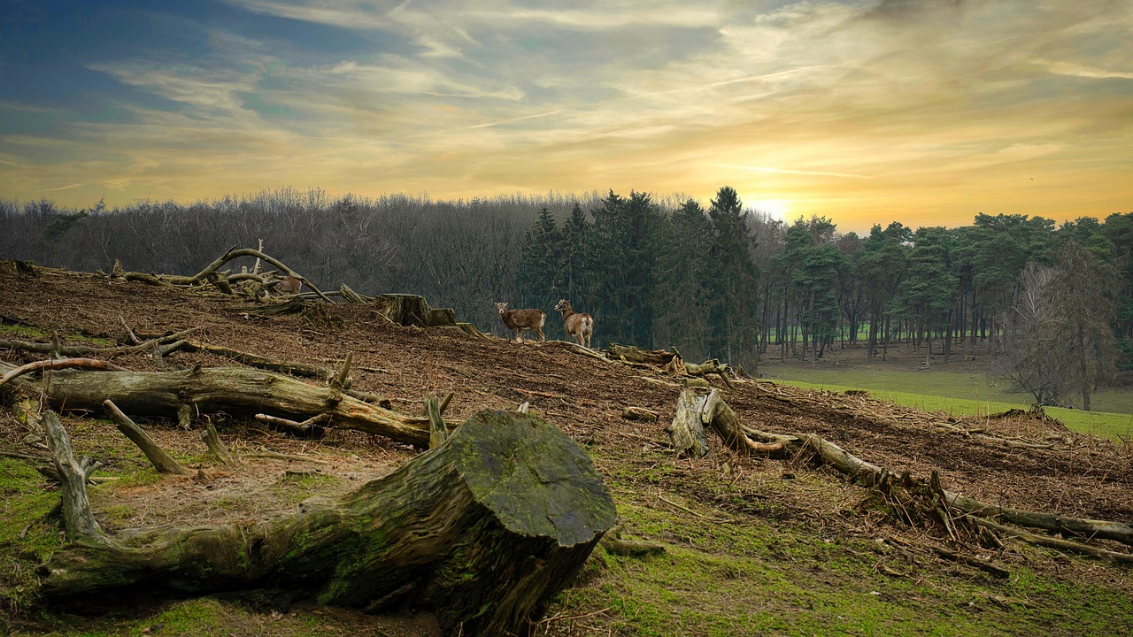 découvrez les enjeux critiques de la déforestation, ses impacts sur l'environnement, la biodiversité et le climat, ainsi que des solutions durables pour préserver nos forêts et promouvoir un avenir écologique.