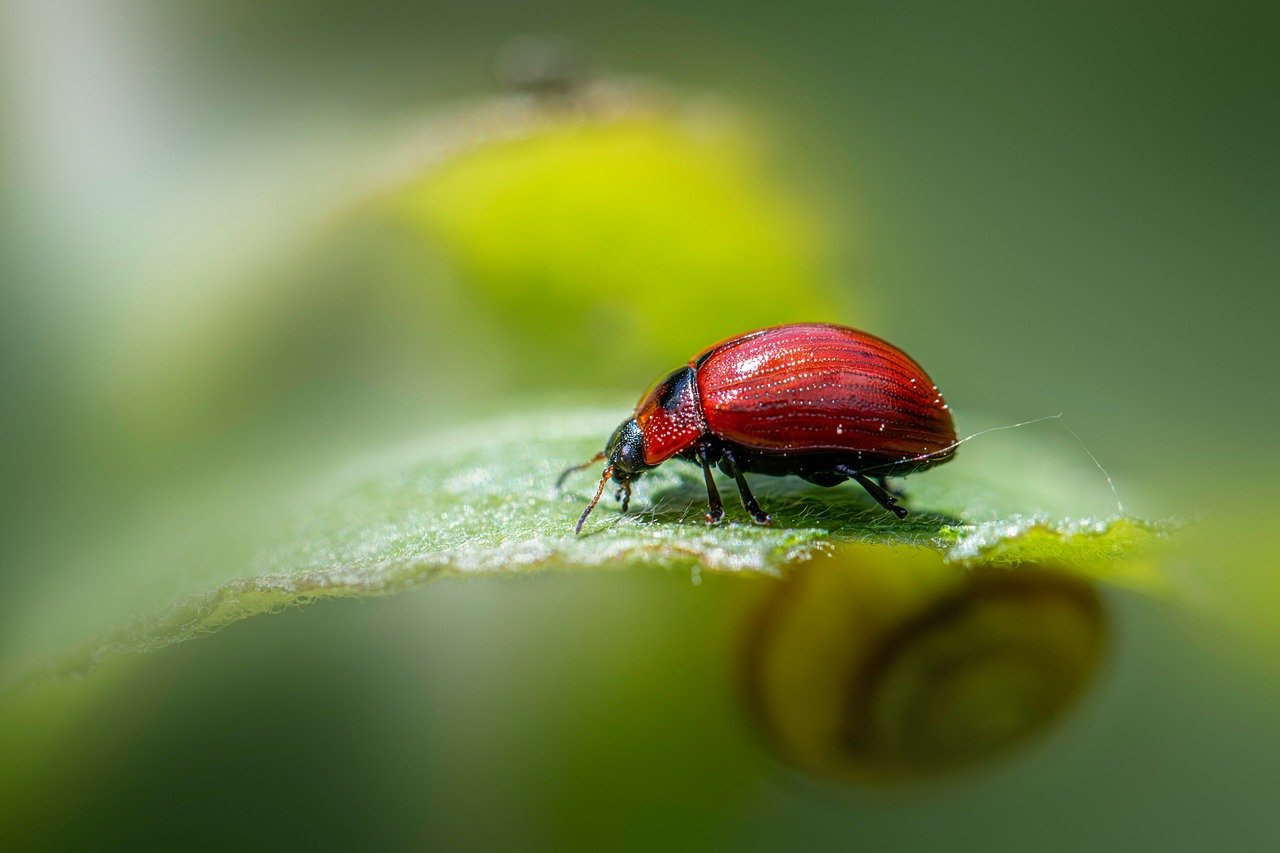 découvrez l'écologie, la science qui étudie les interactions entre les organismes et leur environnement. explorez les enjeux environnementaux, l'impact du changement climatique et les solutions durables pour préserver notre planète pour les générations futures.