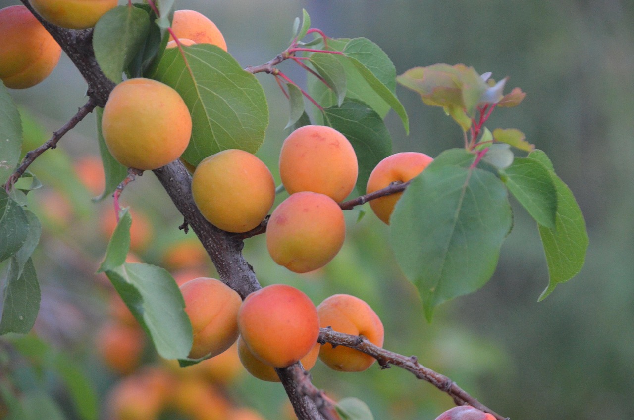 découvrez les pratiques de l'agriculture durable qui préservent l'environnement, améliorent la biodiversité et garantissent une alimentation saine. adoptez des méthodes respectueuses de la nature pour un avenir agricole responsable.