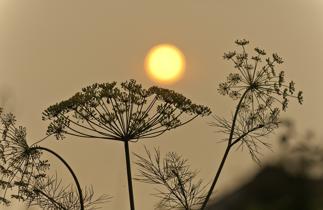 L’impact du changement climatique sur les incendies de forêt