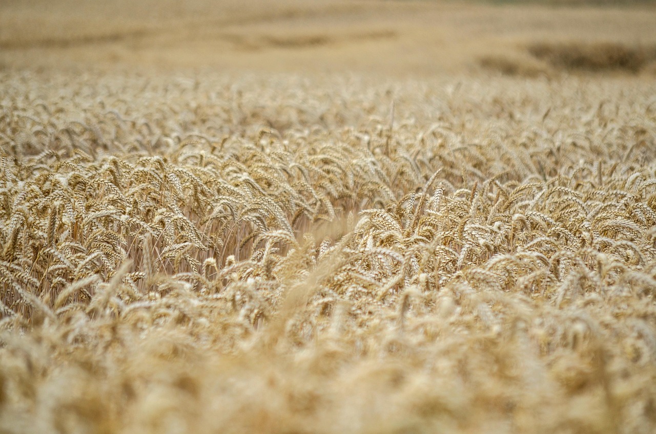 Semences locales : l’importance de préserver la biodiversité agricole
