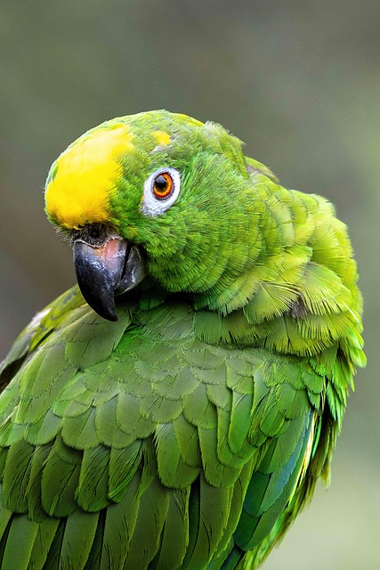 Déploiement du satellite français MicroCarb : une avancée pour le suivi du bilan carbone de la forêt amazonienne