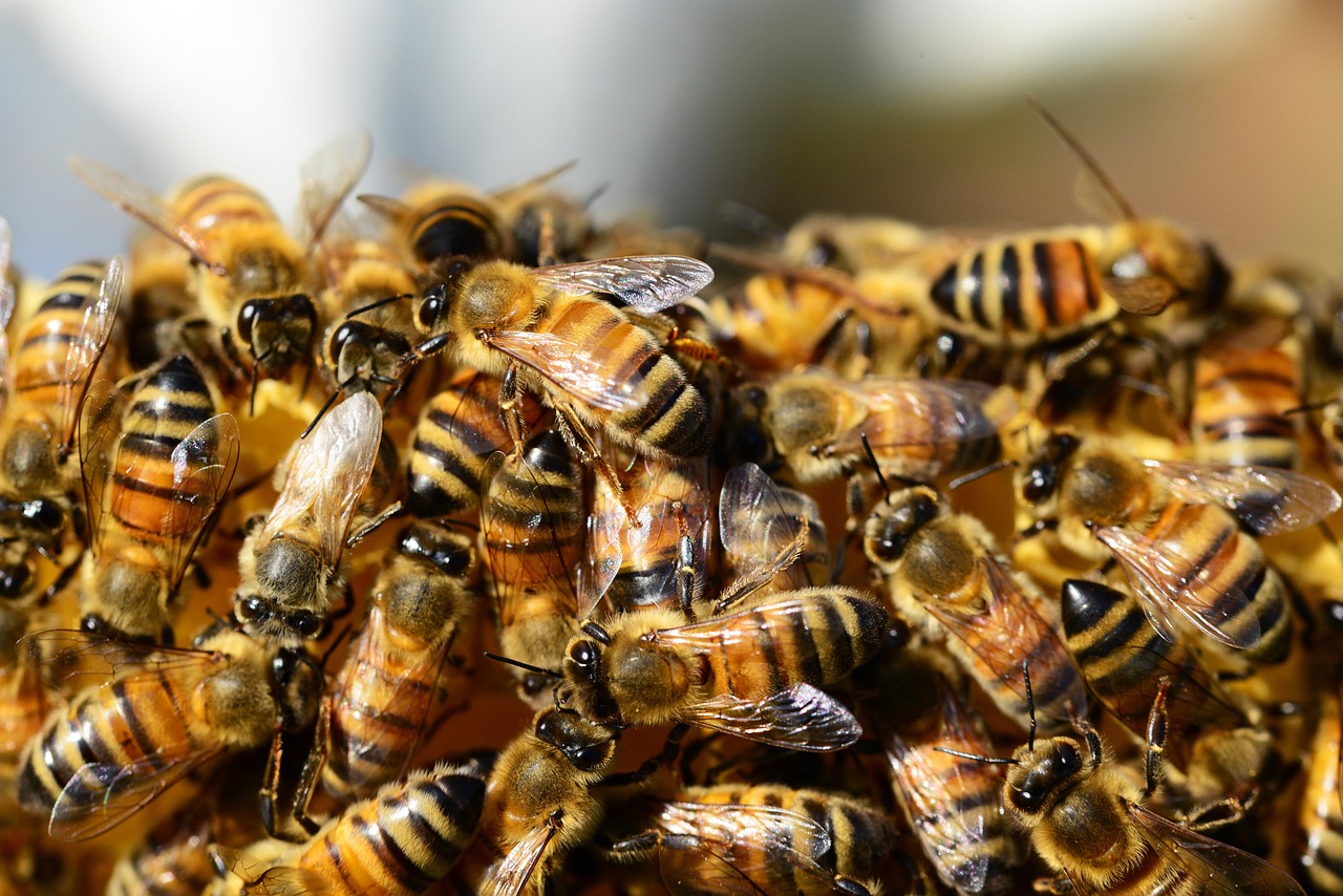 Les 100 000 abeilles d’une entreprise finistérienne révèlent les secrets de la biodiversité locale