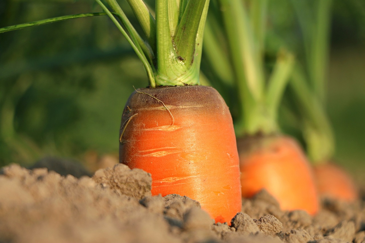 Agriculture et changement climatique : il est urgent d’introduire de nouvelles cultures et d’oser innover