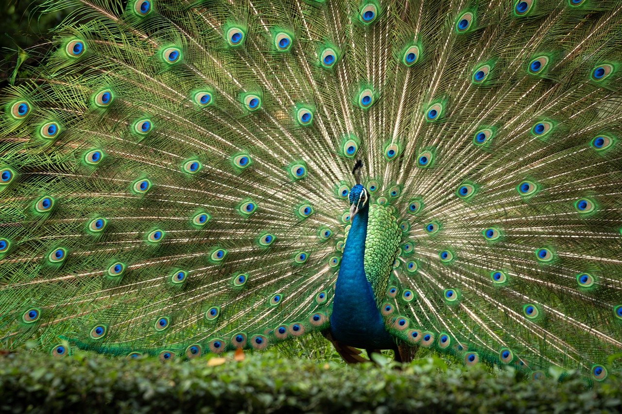 Des élèves passionnés au cœur de l’action pour préserver la biodiversité | Le Maine Libre