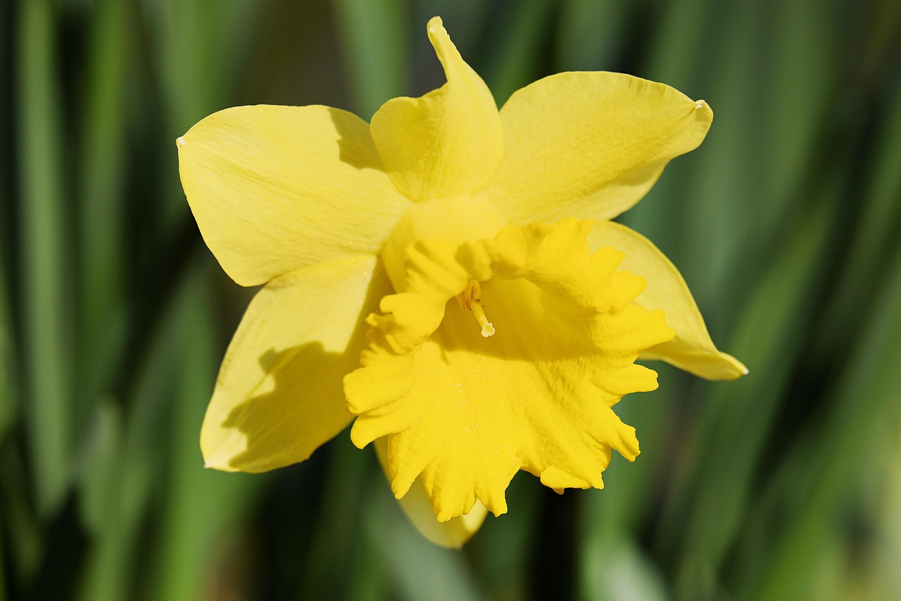 Les jonquilles en avance : un « faux printemps » qui bouleverse-t-il l’équilibre de la nature ?