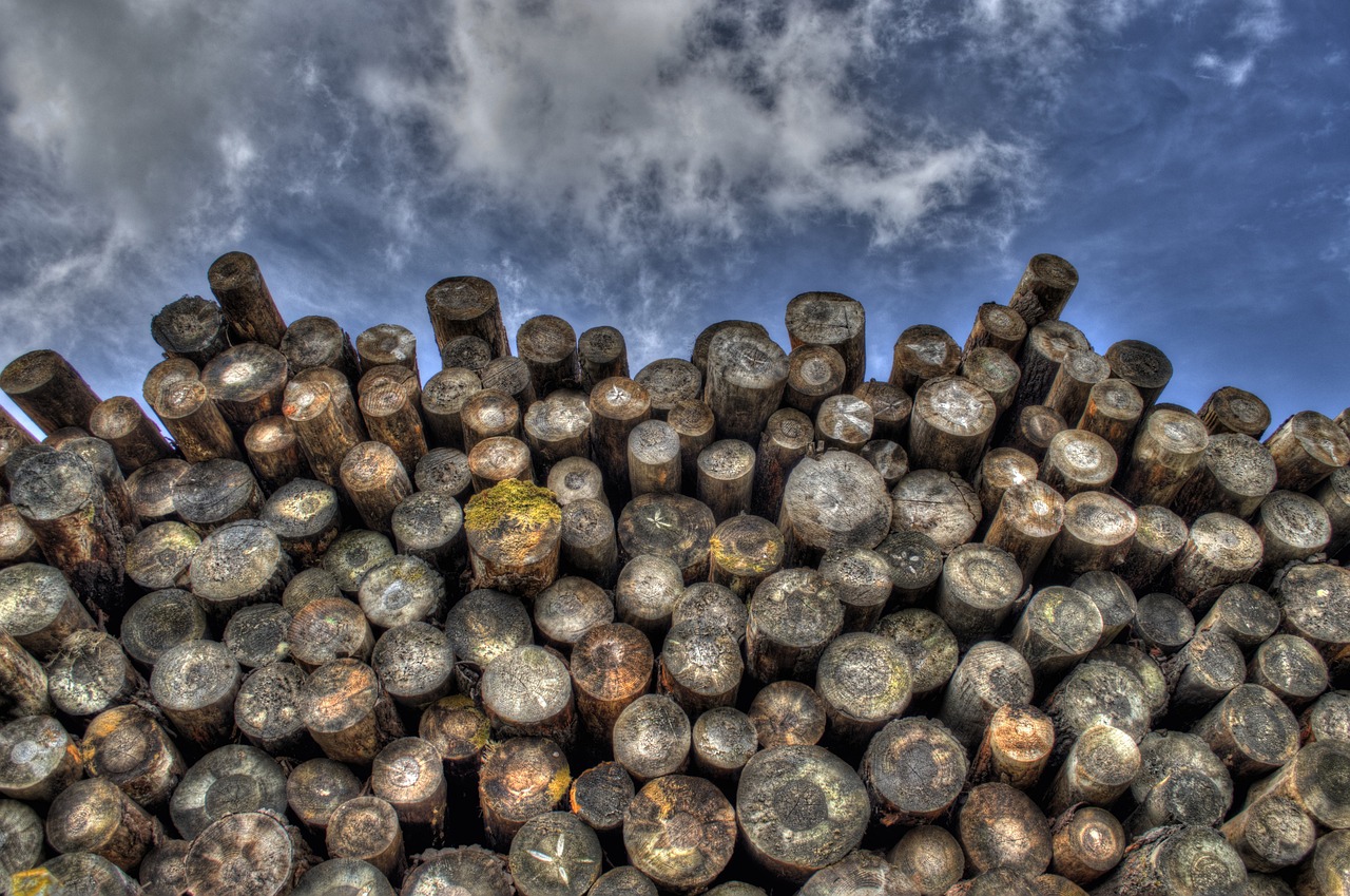 La déforestation et son impact sur le changement climatique