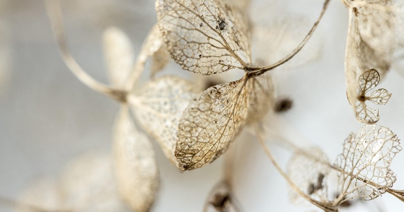 Comment adapter son jardin au changement climatique sans tout perdre