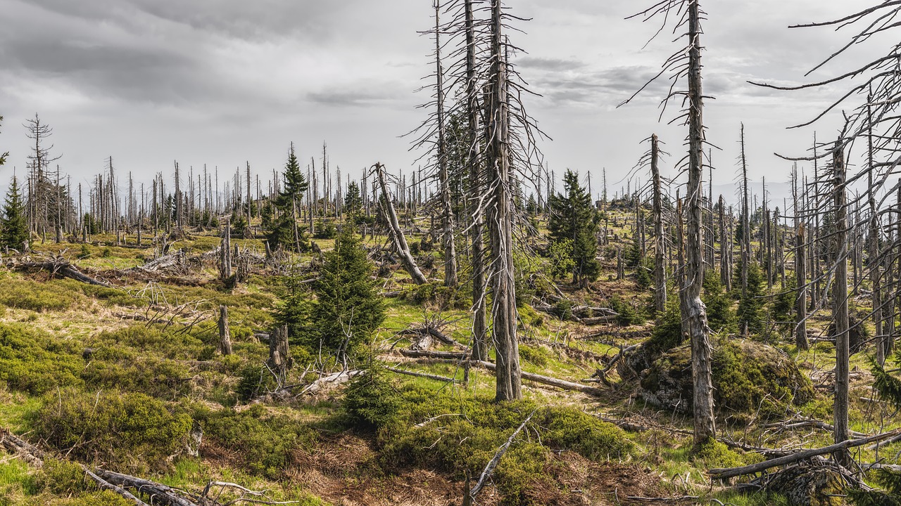 Comprendre la règlementation environnementale : enjeux et impacts sur les entreprises
