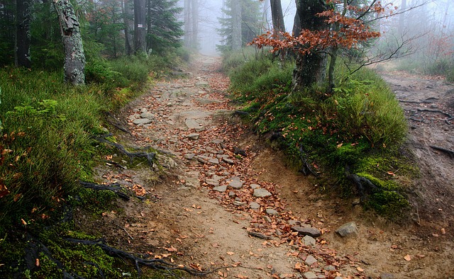 Les paradoxes des forêts : quand la respiration des arbres dépasse leur capacité à absorber le CO₂
