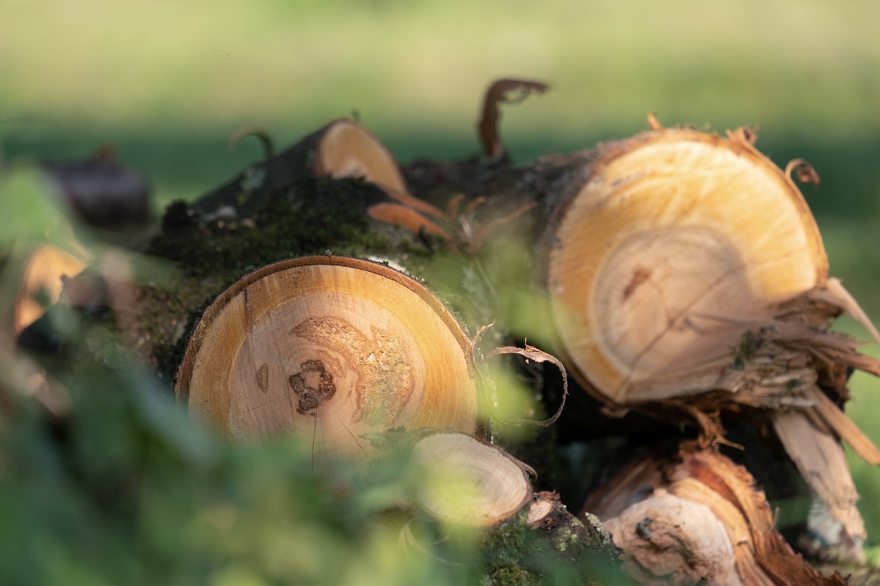 À l’aube de la COP30, des nations utilisent les forêts comme écran pour dissimuler leur bilan carbone