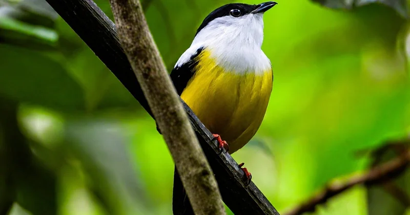 Le diagnostic biodiversité : par où commencer sans se ruiner