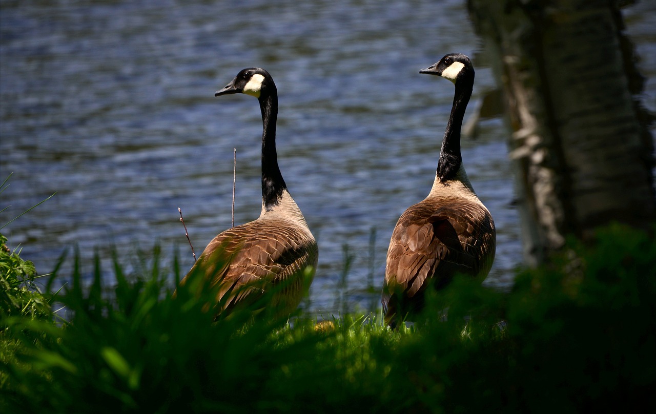 Comment la biodiversité et le climat s’entrelacent dans l’équilibre de notre planète