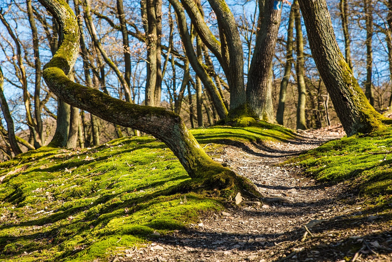 Le trail, un sport en harmonie avec la nature mais controversé sur le plan écologique