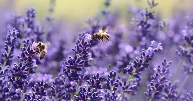 Comparaison : quel aménagement pour quel pollinisateur