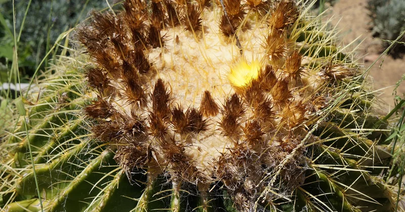 Choisir des plantes adaptées : attention aux fausses bonnes idées