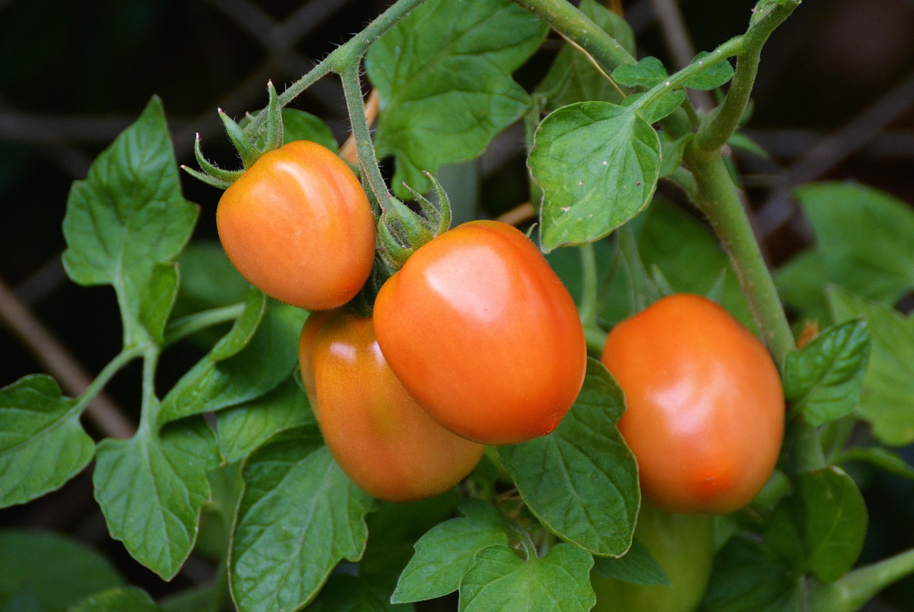 La méthode universelle de plantation des tomates qui pose problème – TRUC MANIA