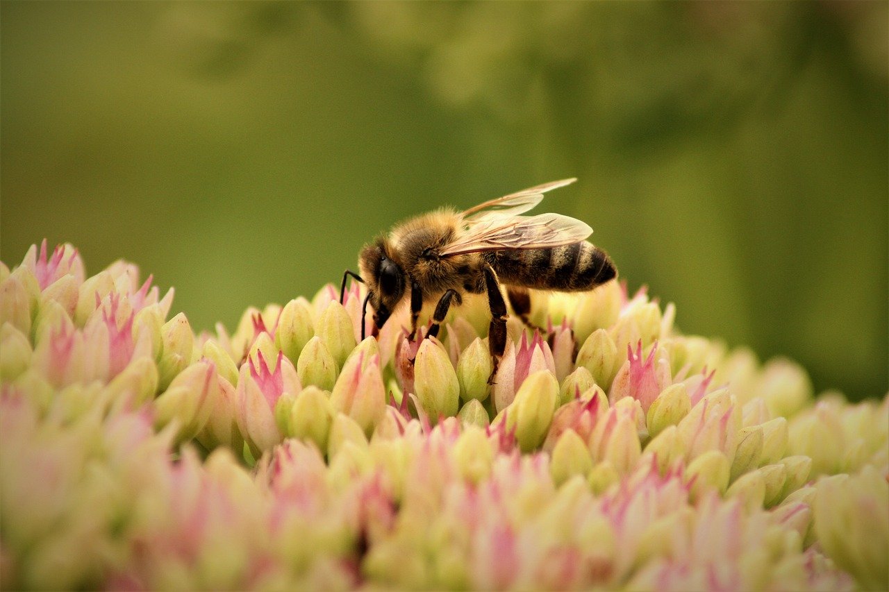 solutions innovantes de l’IPBES pour préserver la biodiversité, lutter contre le changement climatique et améliorer la santé