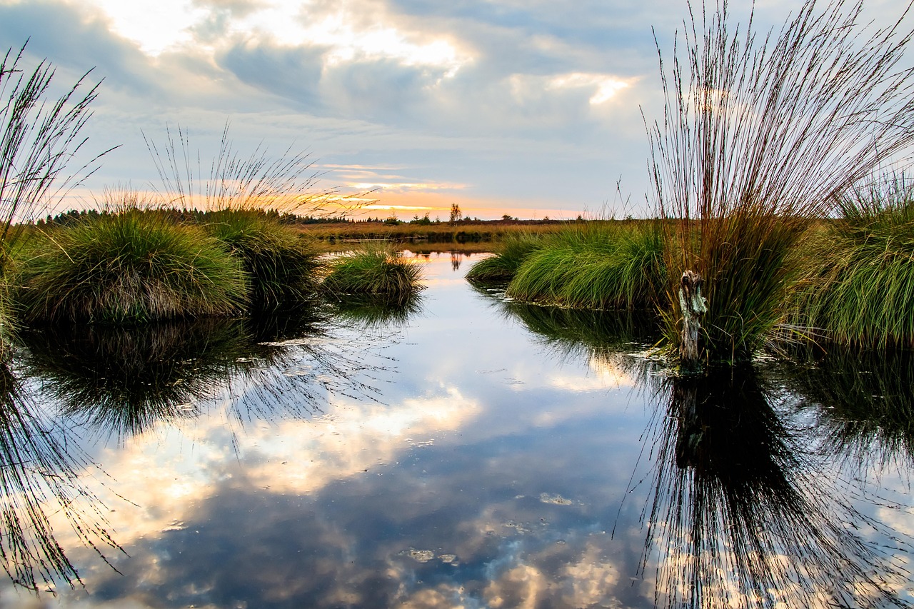 Zones humides : un écosystème vital pour la biodiversité