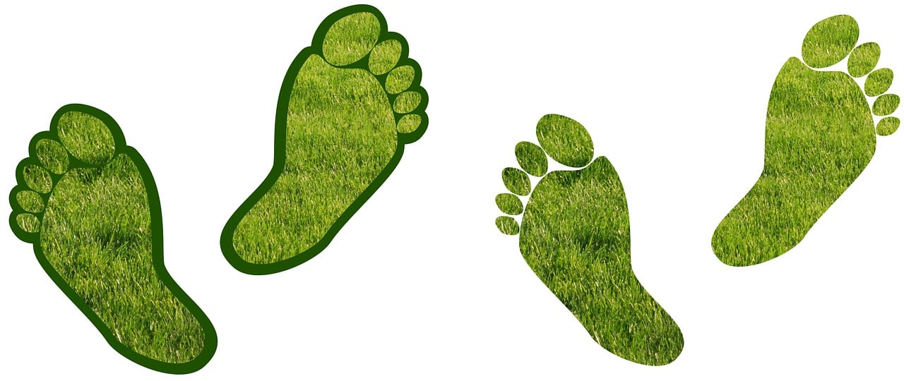 Bilan carbone et forêts : un partenariat essentiel