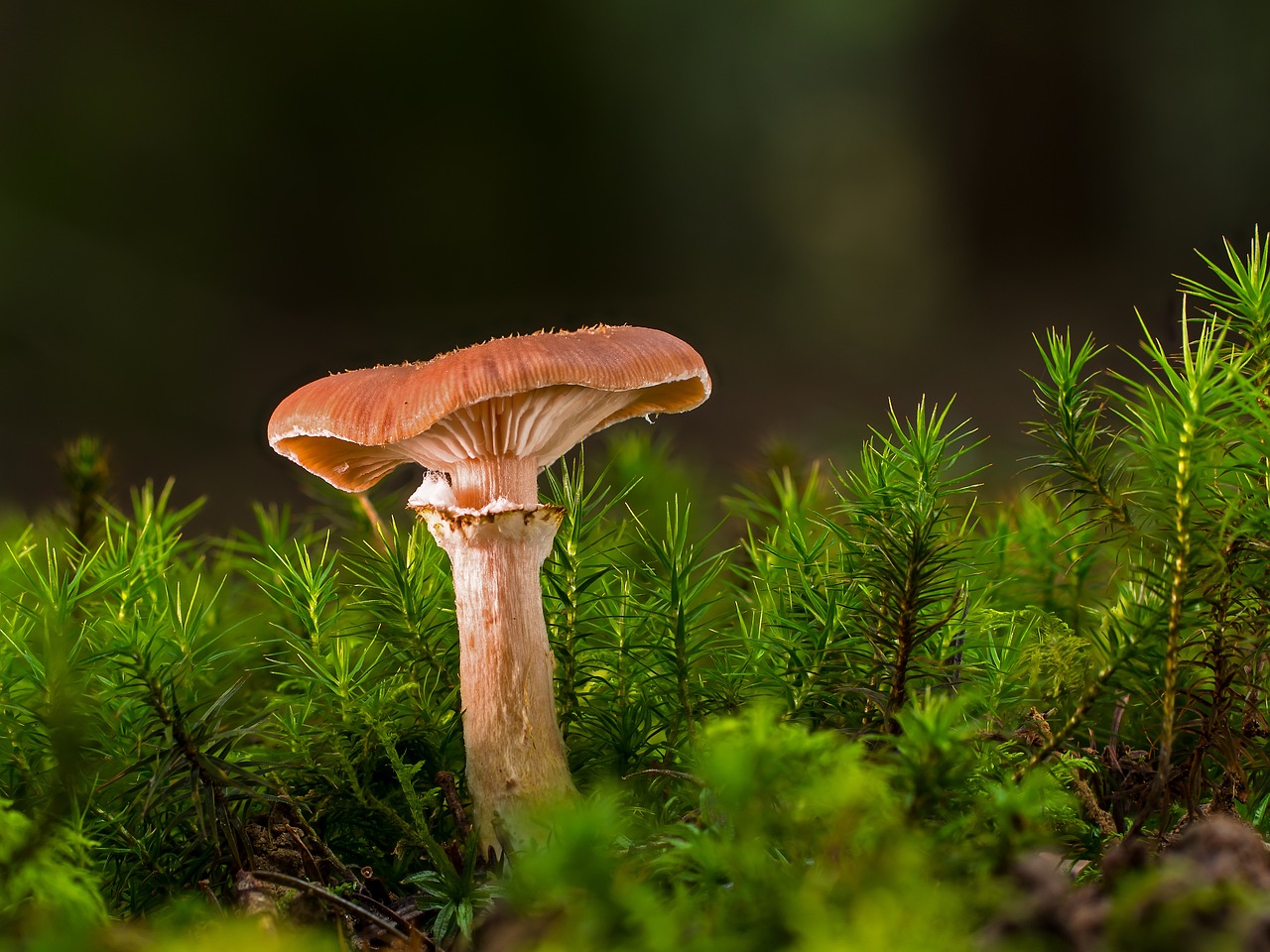 Zones de biodiversité : Importance et enjeux pour notre planète