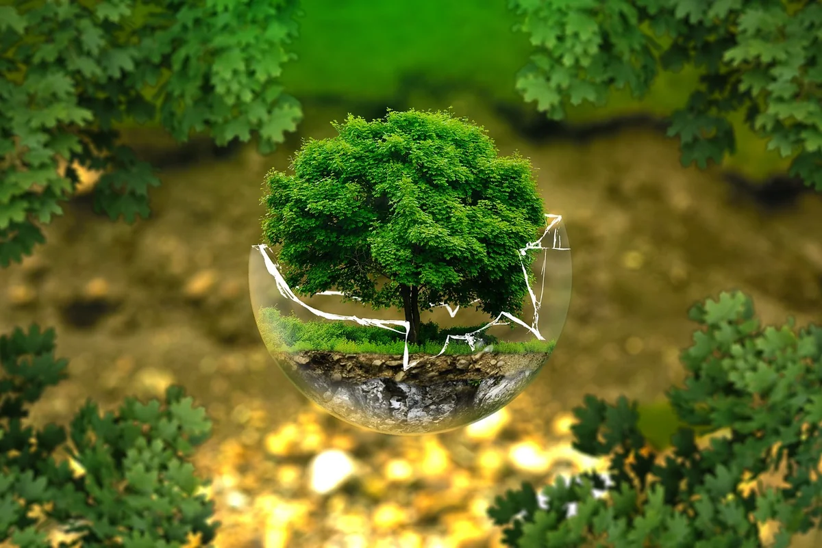découvrez les forêts du futur : innovations durables, biodiversité préservée et solutions écologiques pour un environnement prospère.