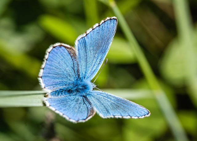 Biodiversité en péril : les actions à entreprendre dès maintenant