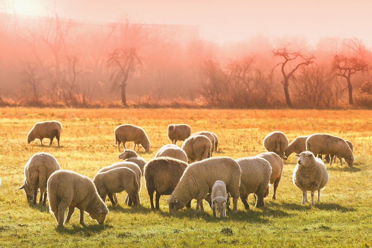 Comment les pets de l’élevage affectent le climat
