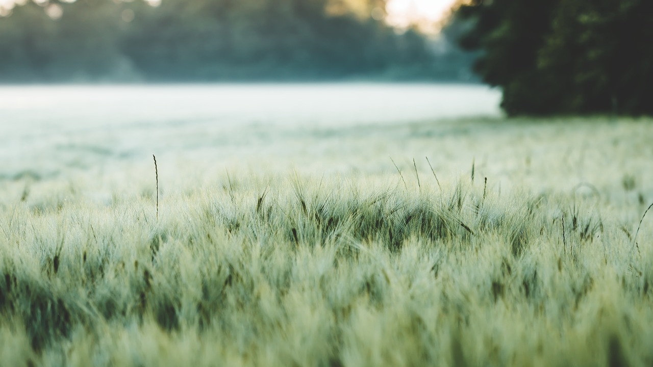 Les solutions pour une agriculture urbaine durable