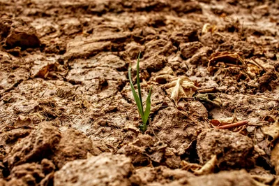 Quels sont les impacts du changement climatique ?
