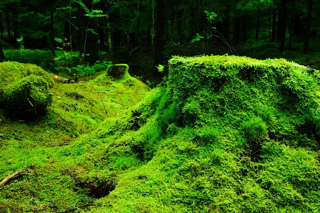Biodiversité : les enjeux cruciaux pour la conservation des écosystèmes
