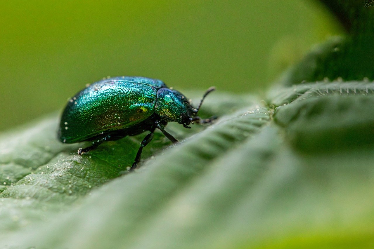 Les bénéfices de la biodiversité pour l’économie locale