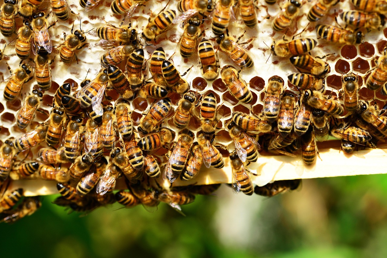 Panorama de la biodiversité : comprendre l’état actuel de notre écosystème