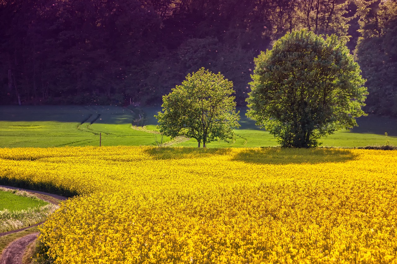 Agriculture durable : Les clés pour une production responsable et respectueuse de l’environnement