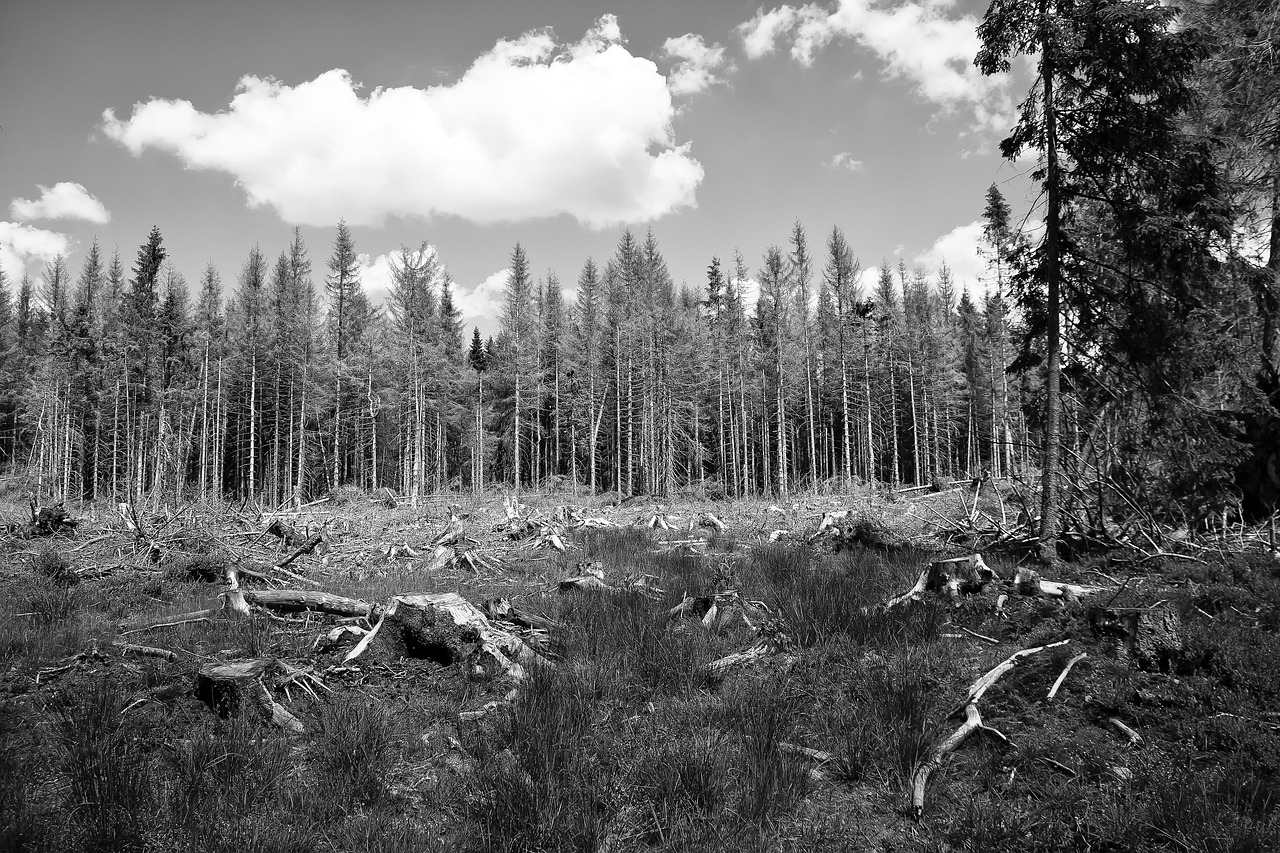 Actualités environnementales : Les dernières avancées pour sauver notre planète