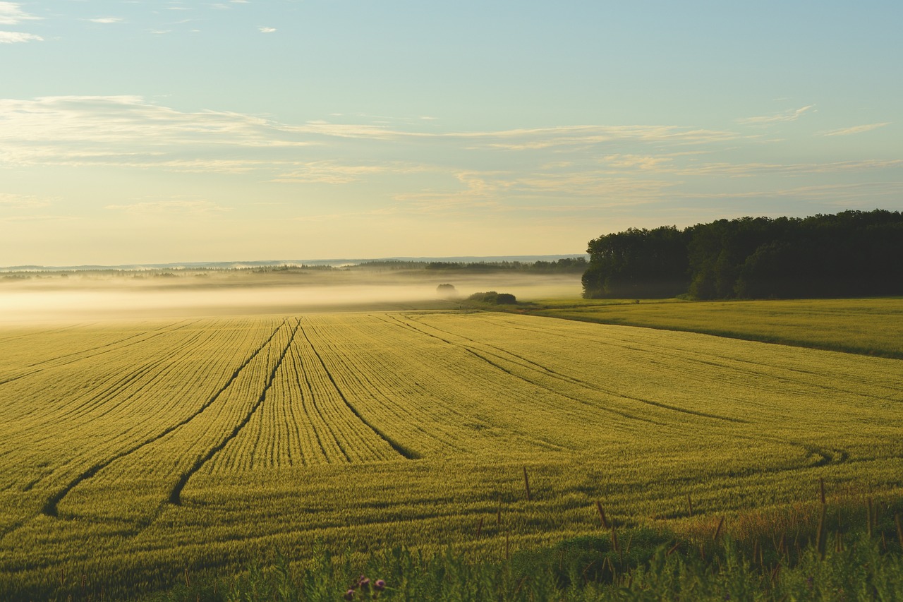 Changements d’usage des terres : impacts sur l’environnement et la biodiversité