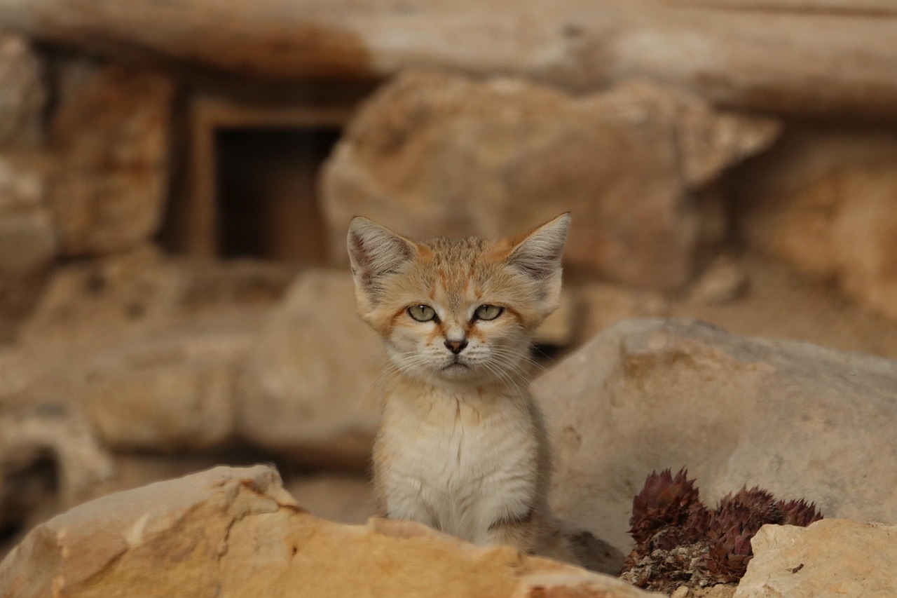 Leçons de 10 000 ans d’adaptation au changement climatique en Afrique pour aujourd’hui
