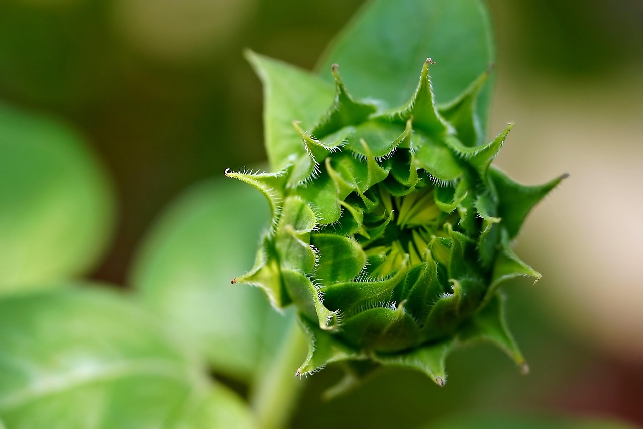 Jardinage bio balcon : conseils pratiques pour cultiver sainement sur de petits espaces