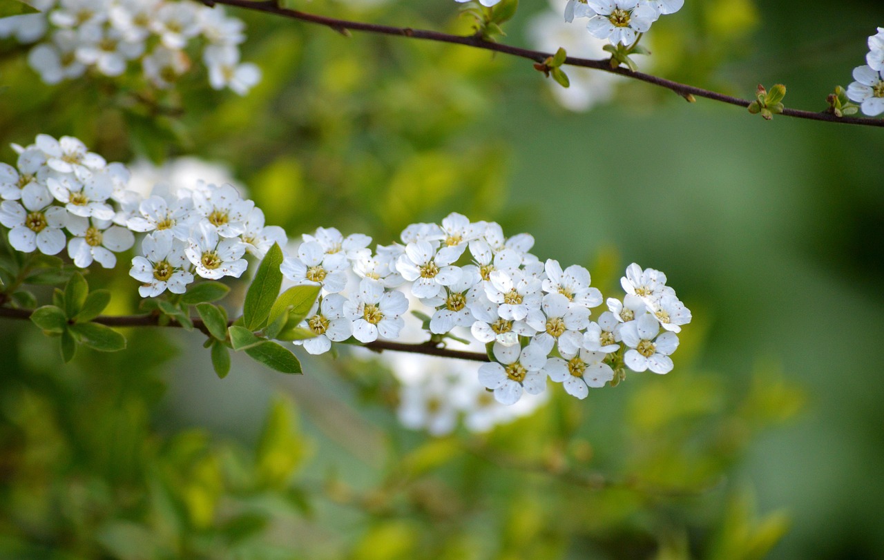 Printemps : découvrez l’arbuste coloré sans entretien qui remplace enfin le Photinia