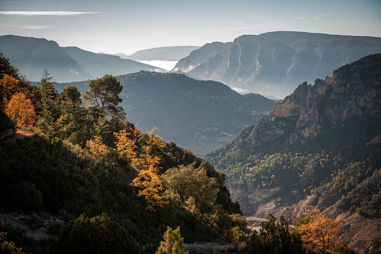 Les forêts de montagne en péril face aux enjeux du changement climatique